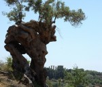 Uno degli olivi monumentali della Valle dei Templi di Agrigento.jpg