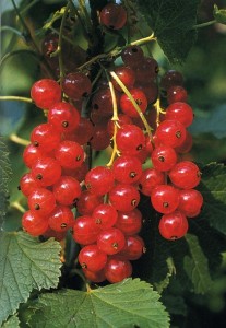 Ribes rubrum L_frutto