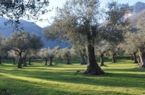 Uno scorcio del Parco degli Olivi a Venafro