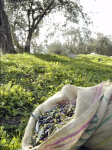 Premio Reporter Gourmet per promuovere e valorizzare il territorio olivicolo italiano