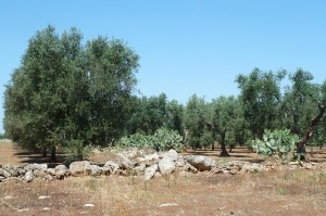 Un oliveto in Puglia (1)