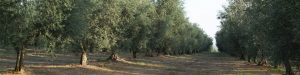 filari di olivi