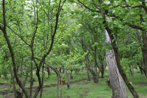 bosco di alberi di nocciole